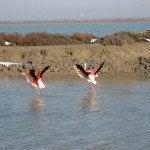Envol de flamants