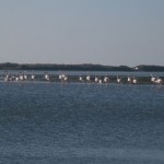 étang et flamants