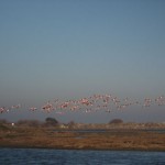 envol de flamants roses