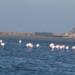 flamants roses