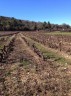 Vignes à Rians