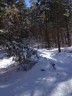 Montée en sous-bois vers la Pérouse