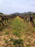 Les vignes du Grand Rouvière