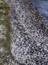 Laisse de moules, palourdes, myes