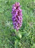 orchis géant ?