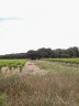 Les vignes