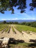 Les vignes