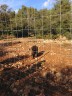 sanglier dans le domaine de chasse (photo Coralie)