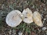 Champignons