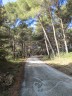L'entrée dans le bois