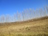 Une haie d'arbres élancés