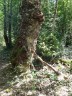 Le chien monte la garde
