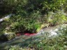 des algues rouges, des cyanobactéries ?