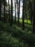 Sous-bois vers Congerman