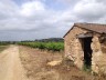 Cabane dans les vignes