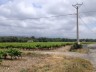 Vignes