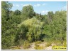 Un grand saule au bord de l'eau photo Yves Provence