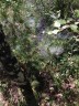 Toiles d'araignée dans les champs