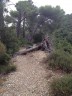 Arbre déraciné