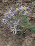 Les dernières fleurs avant l'hiver