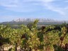 Les vignes et Sainte-Victoire