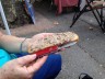 Pâté de sanglier au genièvre et pain kamut