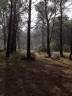 la pluie tombe dans les bois près du parcours de santé