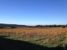 Champ de vignes Saint-Paulin