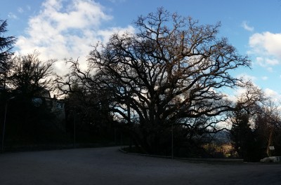 Chêne remarquable 400 ans
