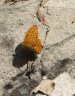 img_9323.jpg