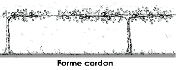 forme_cordon_contre_espalier.bmp