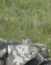 une marmotte longtemps attendue
