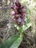 Hybride orchis singe