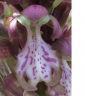 fleur orchis hybride