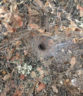 Piège araignée