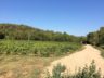 Le vignoble