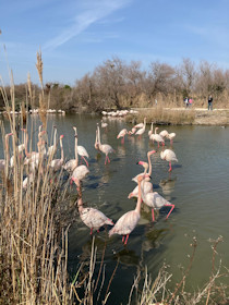 Parc ornithologique du Pont-de-Gau, Saintes-Maries-de-la-Mer