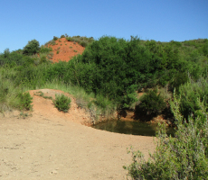 Plateau de Vitrolles, mare de Salvarenque