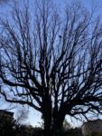 arbre tentaculaire