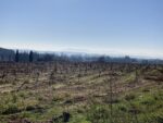 vignes
