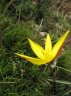 tulipe-meridionaler.jpg