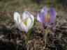 Crocus