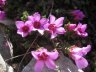 saxifrage à feuilles opposées ?