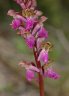 orchis spitzel site florealpes